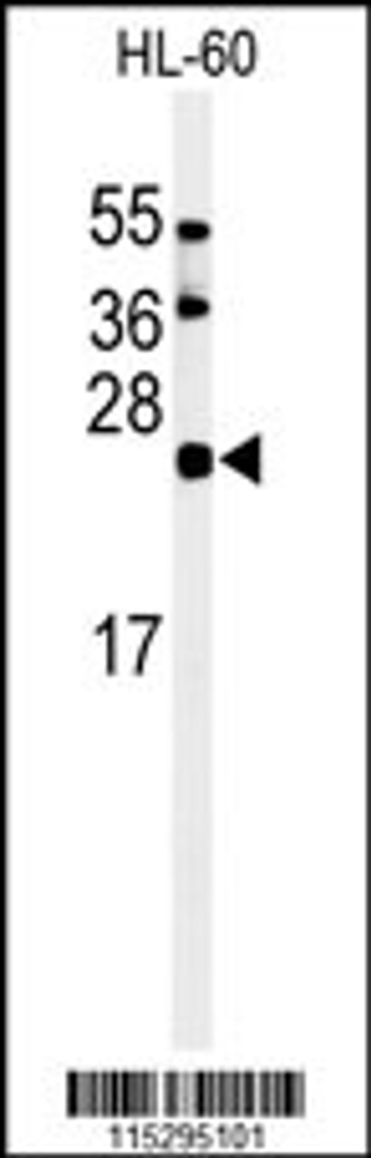 Western blot analysis of in HL-60 cell line lysates (35ug/lane)