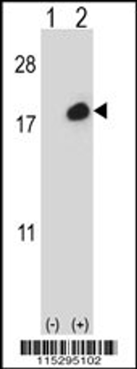 Western blot analysis of ISG15 using rabbit polyclonal using 293 cell lysates (2 ug/lane) either nontransfected (Lane 1) or transiently transfected (Lane 2) with the ISG15 gene.