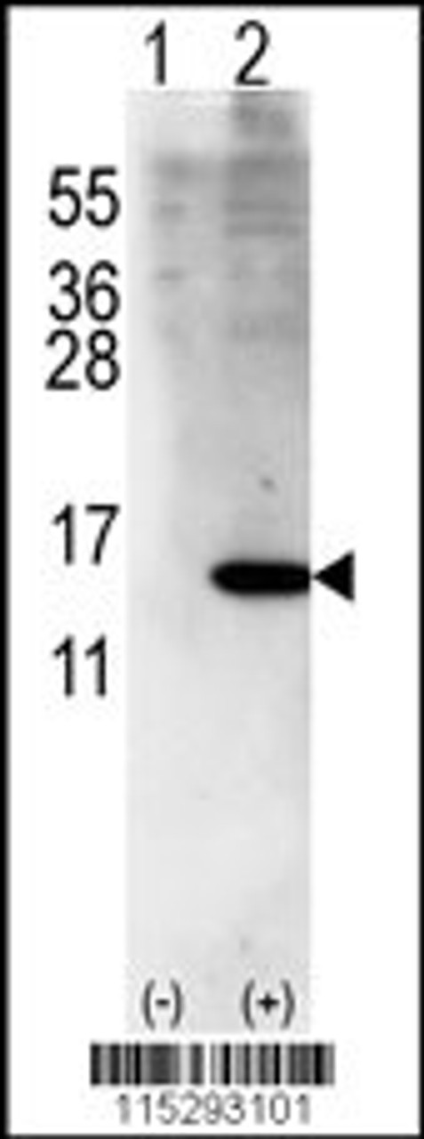 Western blot analysis of ISG15 using rabbit polyclonal ISG15 Antibody (Center R87) using 293 cell lysates (2 ug/lane) either nontransfected (Lane 1) or transiently transfected with ISG15 gene (Lane 2) .