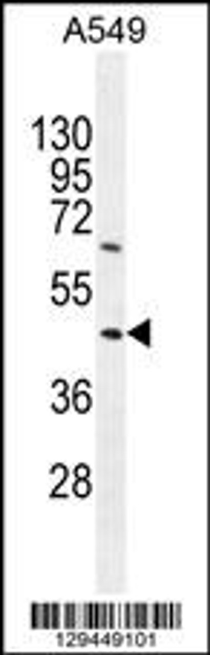 Western blot analysis in A549 cell line lysates (35ug/lane) .