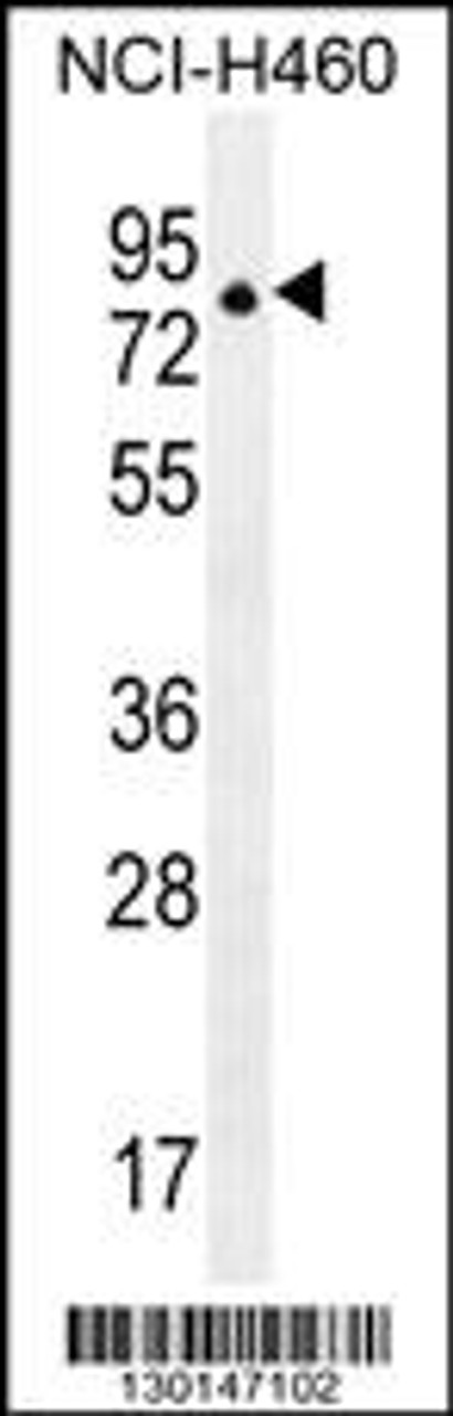 Western blot analysis in NCI-H460 cell line lysates (35ug/lane) .