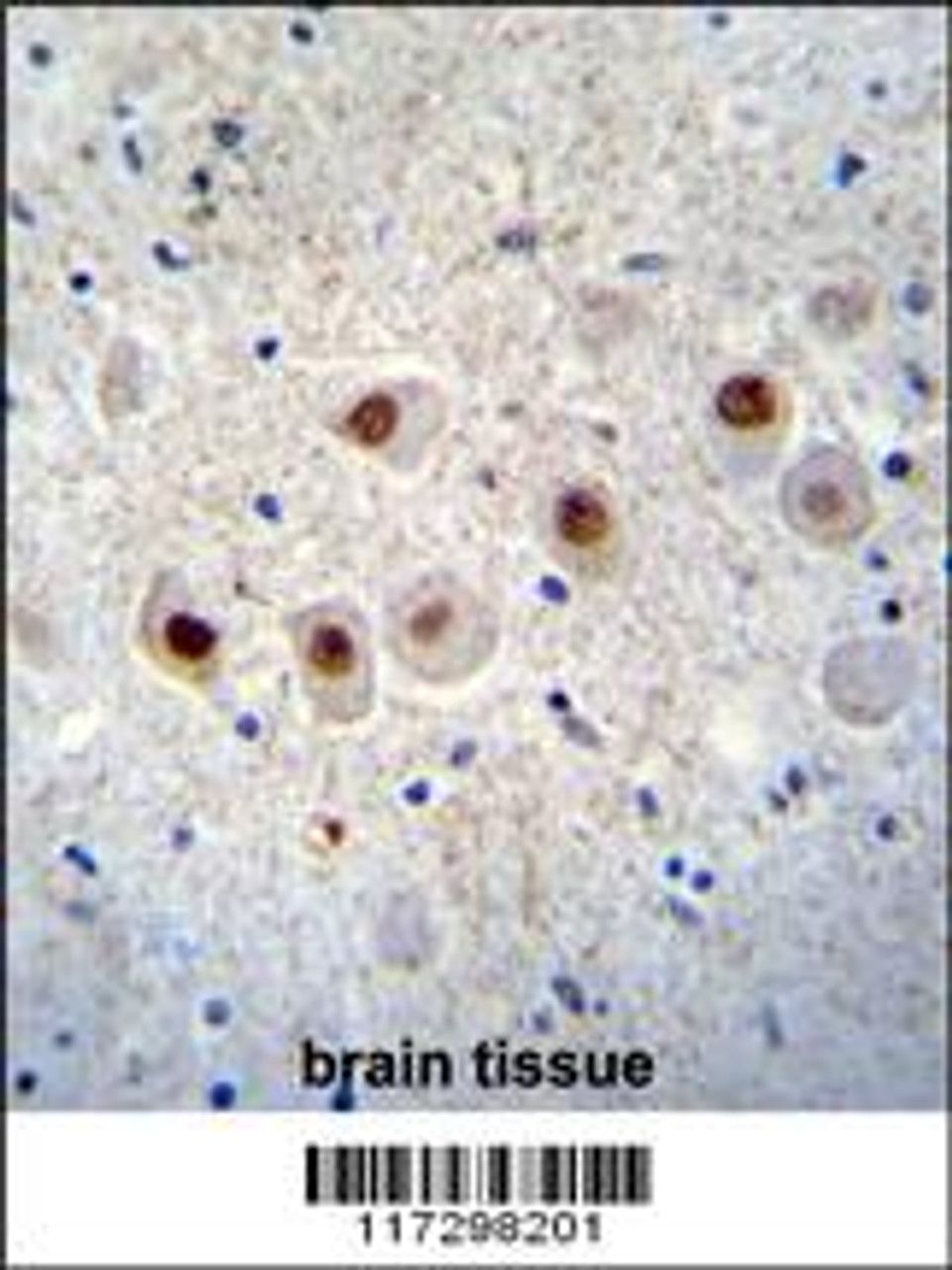 RBM14 Antibody immunohistochemistry analysis in formalin fixed and paraffin embedded human brain tissue followed by peroxidase conjugation of the secondary antibody and DAB staining.
