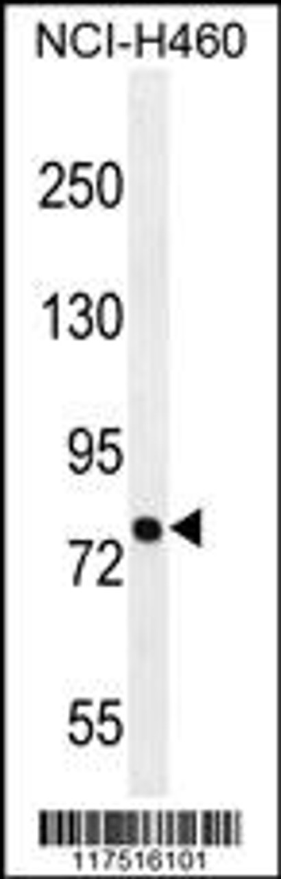 Western blot analysis in NCI-H460 cell line lysates (35ug/lane) .