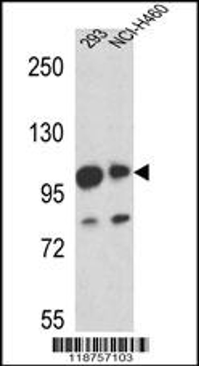 Western blot analysis in 293, NCI-H460 cell line lysates (35ug/lane) .