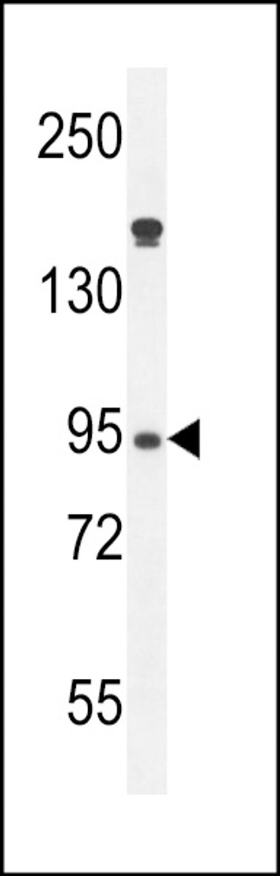 Western blot analysis in HL-60 cell line lysates (35ug/lane) .This demonstrates the detected the Myeloperoxidase protein (arrow) .