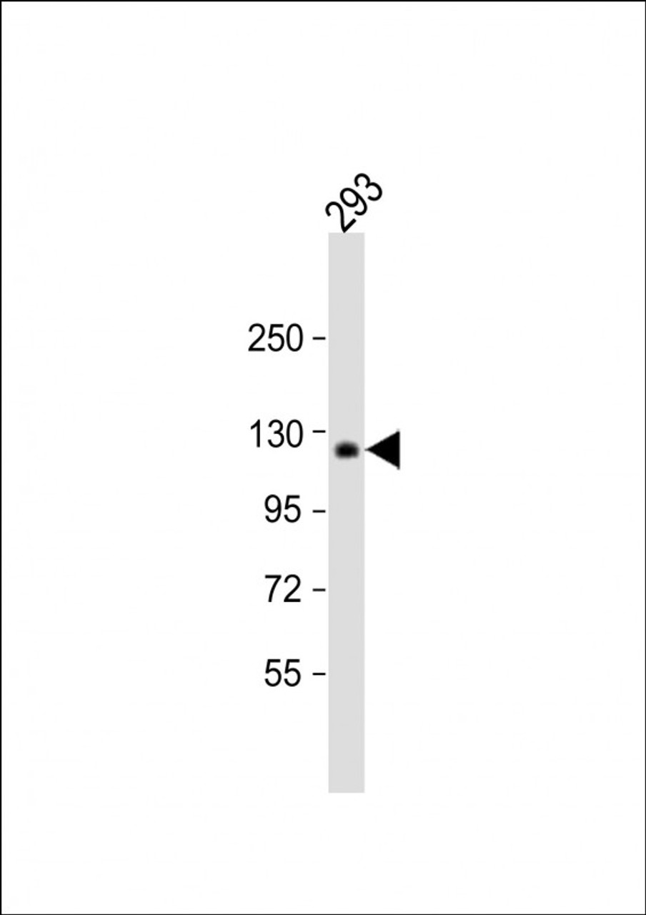 Western Blot at 1:1000 dilution + 293 whole cell lysate Lysates/proteins at 20 ug per lane.