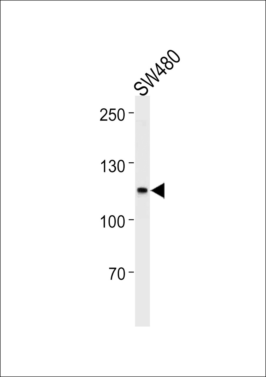 Western blot analysis in SW480, U251 cell line lysates (35ug/lane) .