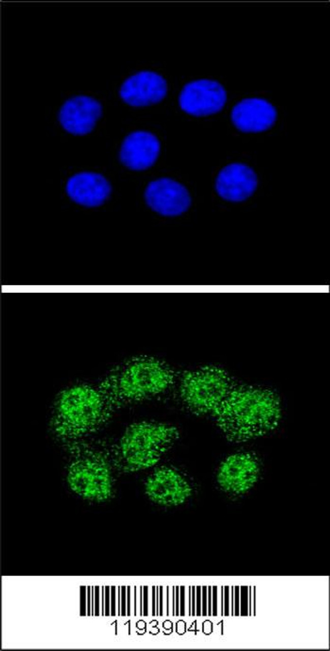 Confocal immunofluorescent analysis of MSH2 Antibody with Hela cell followed by Alexa Fluor 488-conjugated goat anti-rabbit lgG (green) . DAPI was used to stain the cell nuclear (blue) .