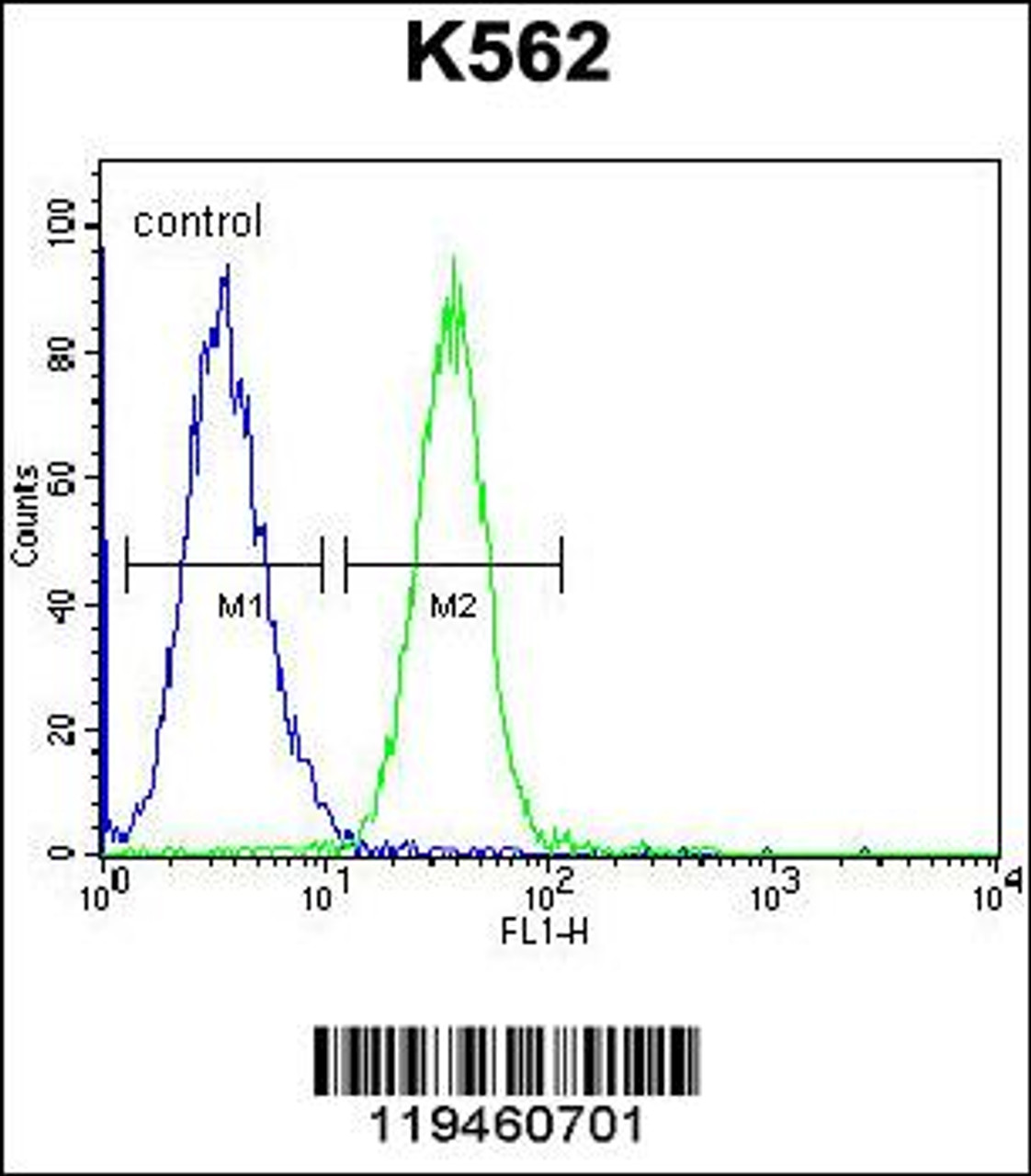 Flow cytometric analysis of K562 cells (right histogram) compared to a negative control cell (left histogram) .FITC-conjugated goat-anti-rabbit secondary antibodies were used for the analysis.