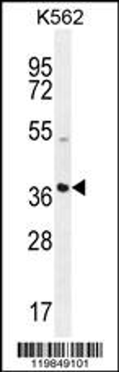 Western blot analysis in K562 cell line lysates (35ug/lane) .