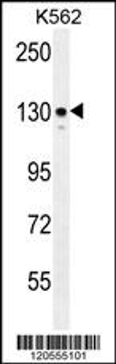 Western blot analysis in K562 cell line lysates (35ug/lane) .