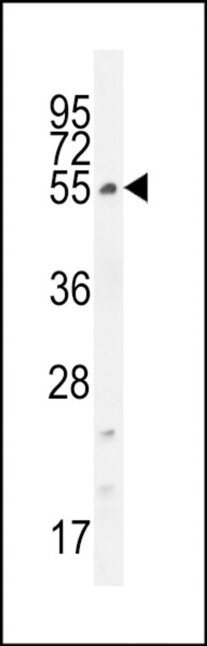 Western blot analysis in K562 cell line lysates (35ug/lane) .