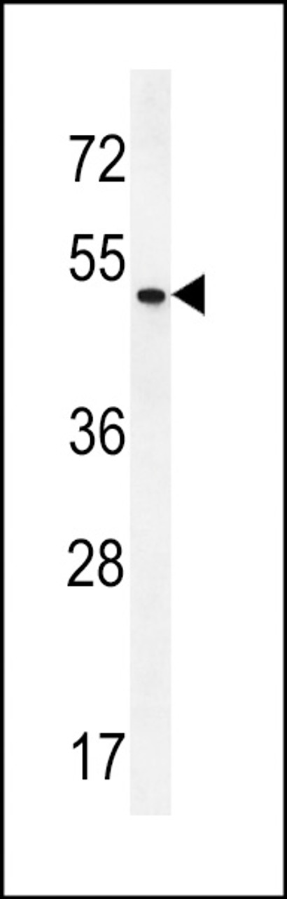 Western blot analysis in Hela cell line lysates (35ug/lane) .