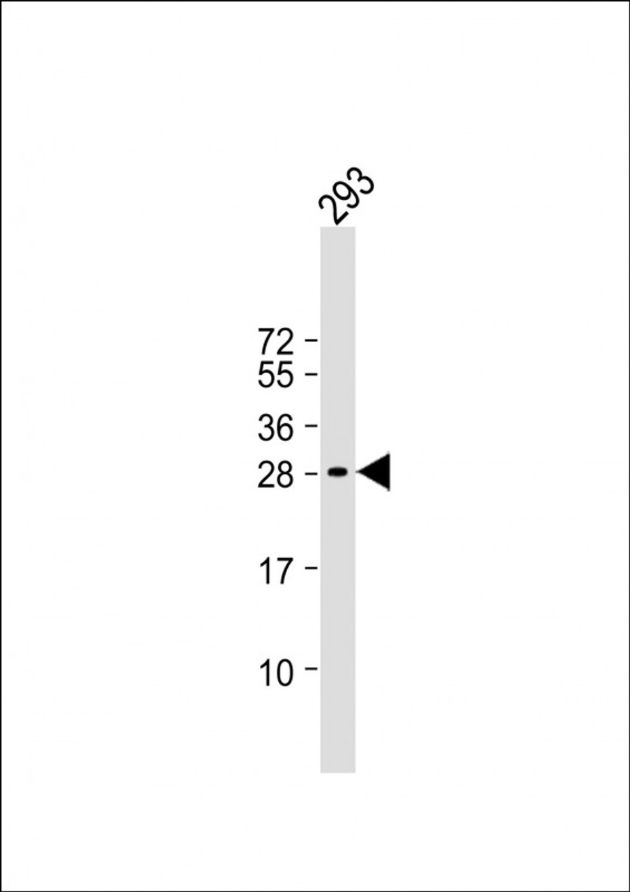 Western Blot at 1:1000 dilution + 293 whole cell lysate Lysates/proteins at 20 ug per lane.