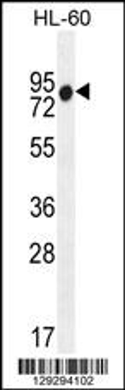 Western blot analysis in HL-60 cell line lysates (35ug/lane) .