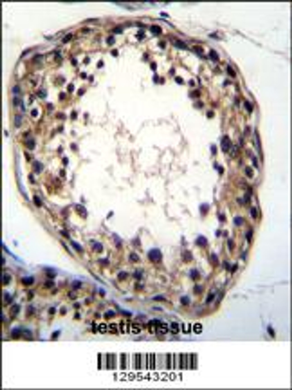 TTC23L Antibody immunohistochemistry analysis in formalin fixed and paraffin embedded human testis tissue followed by peroxidase conjugation of the secondary antibody and DAB staining.