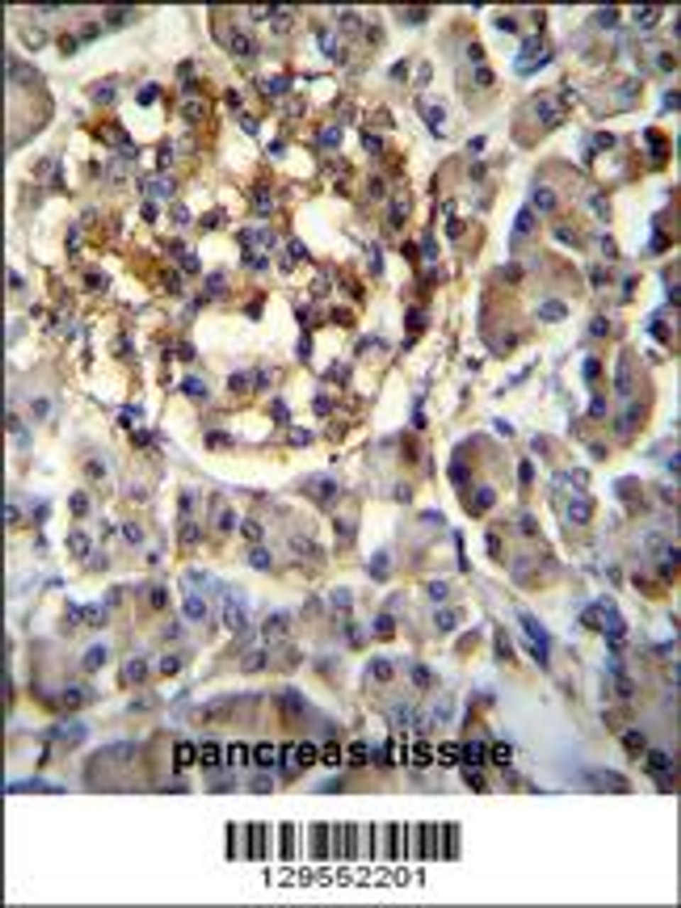 SEC14L5 Antibody immunohistochemistry analysis in formalin fixed and paraffin embedded human pancreas tissue followed by peroxidase conjugation of the secondary antibody and DAB staining.