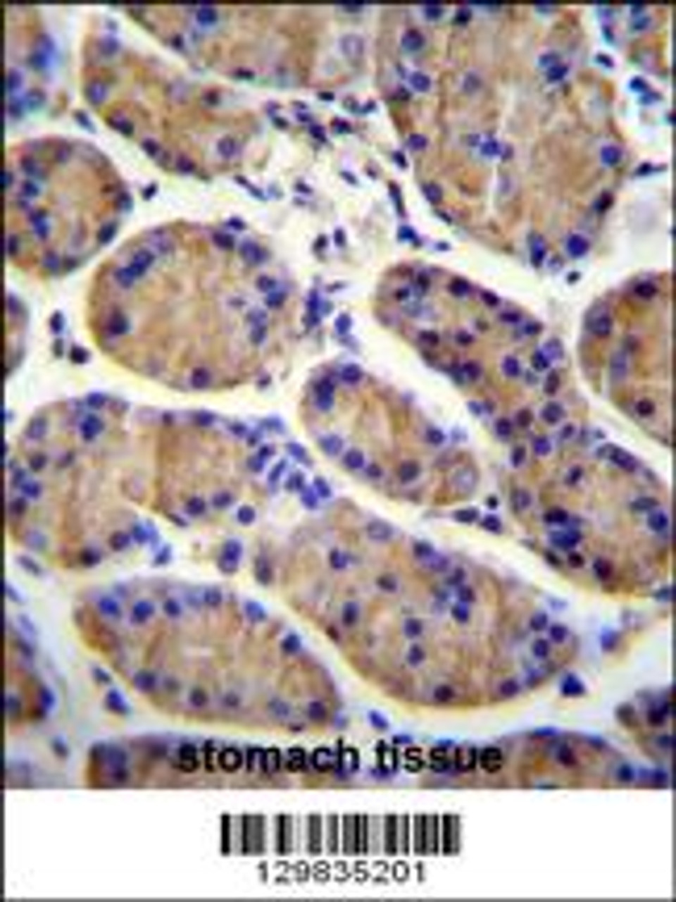 MESDC2 Antibody immunohistochemistry analysis in formalin fixed and paraffin embedded human stomach tissue followed by peroxidase conjugation of the secondary antibody and DAB staining.