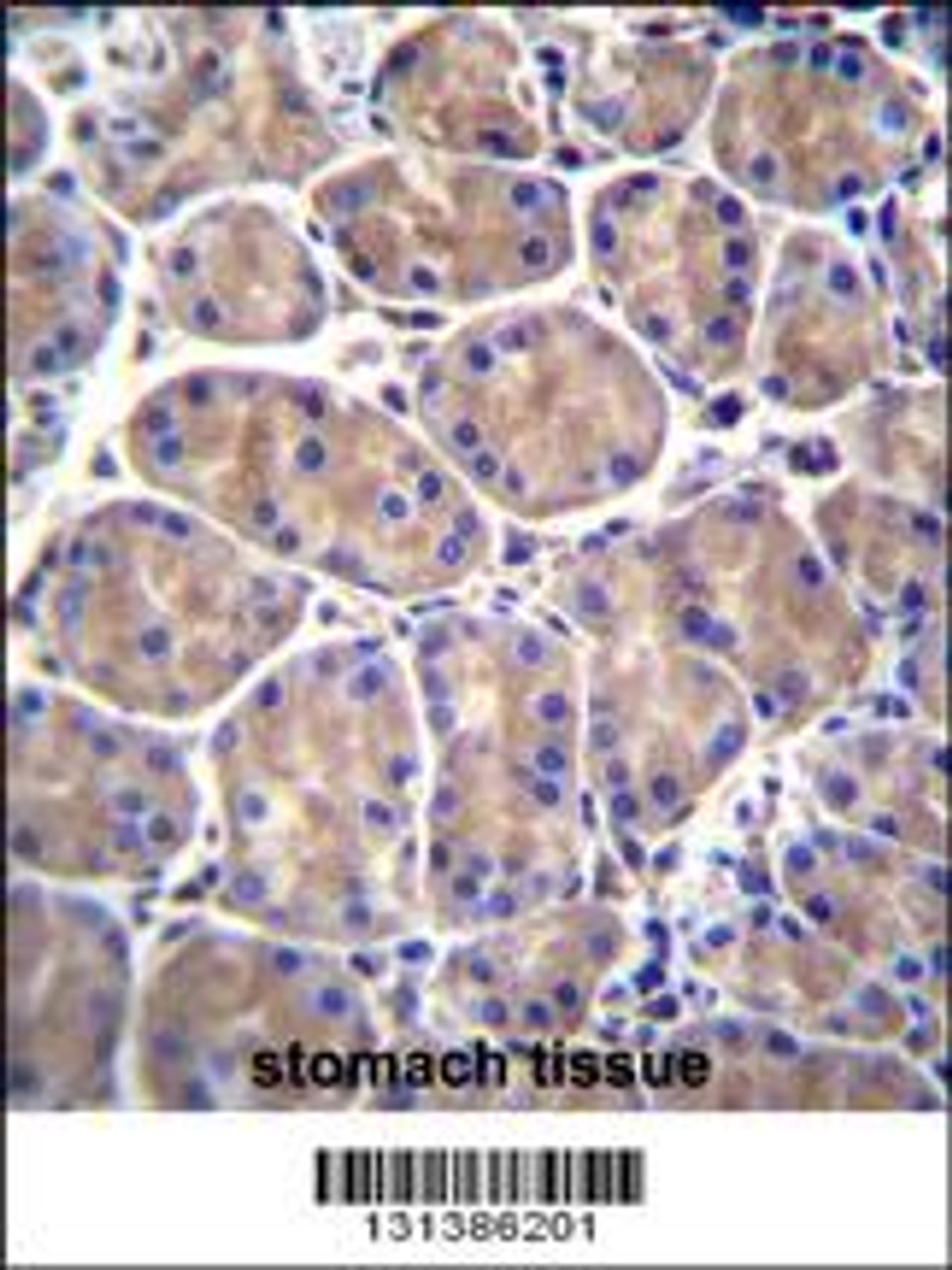 GALNS Antibody immunohistochemistry analysis in formalin fixed and paraffin embedded human stomach tissue followed by peroxidase conjugation of the secondary antibody and DAB staining.