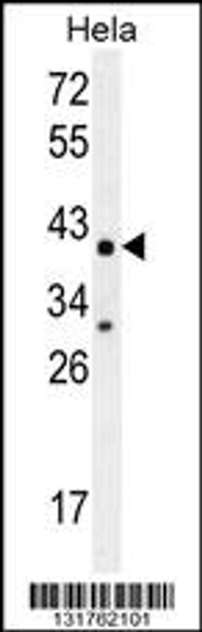 Western blot analysis in Hela cell line lysates (35ug/lane) .