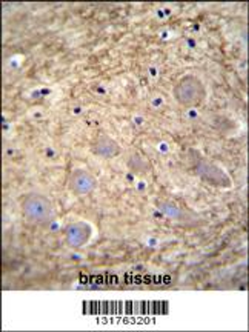 PCDHGA1 Antibody immunohistochemistry analysis in formalin fixed and paraffin embedded human brain tissue followed by peroxidase conjugation of the secondary antibody and DAB staining.