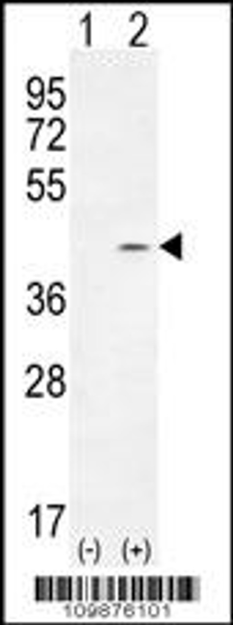 Western blot analysis of PTK9L using rabbit polyclonal PTK9L Antibody using 293 cell lysates (2 ug/lane) either nontransfected (Lane 1) or transiently transfected (Lane 2) with the PTK9L gene.