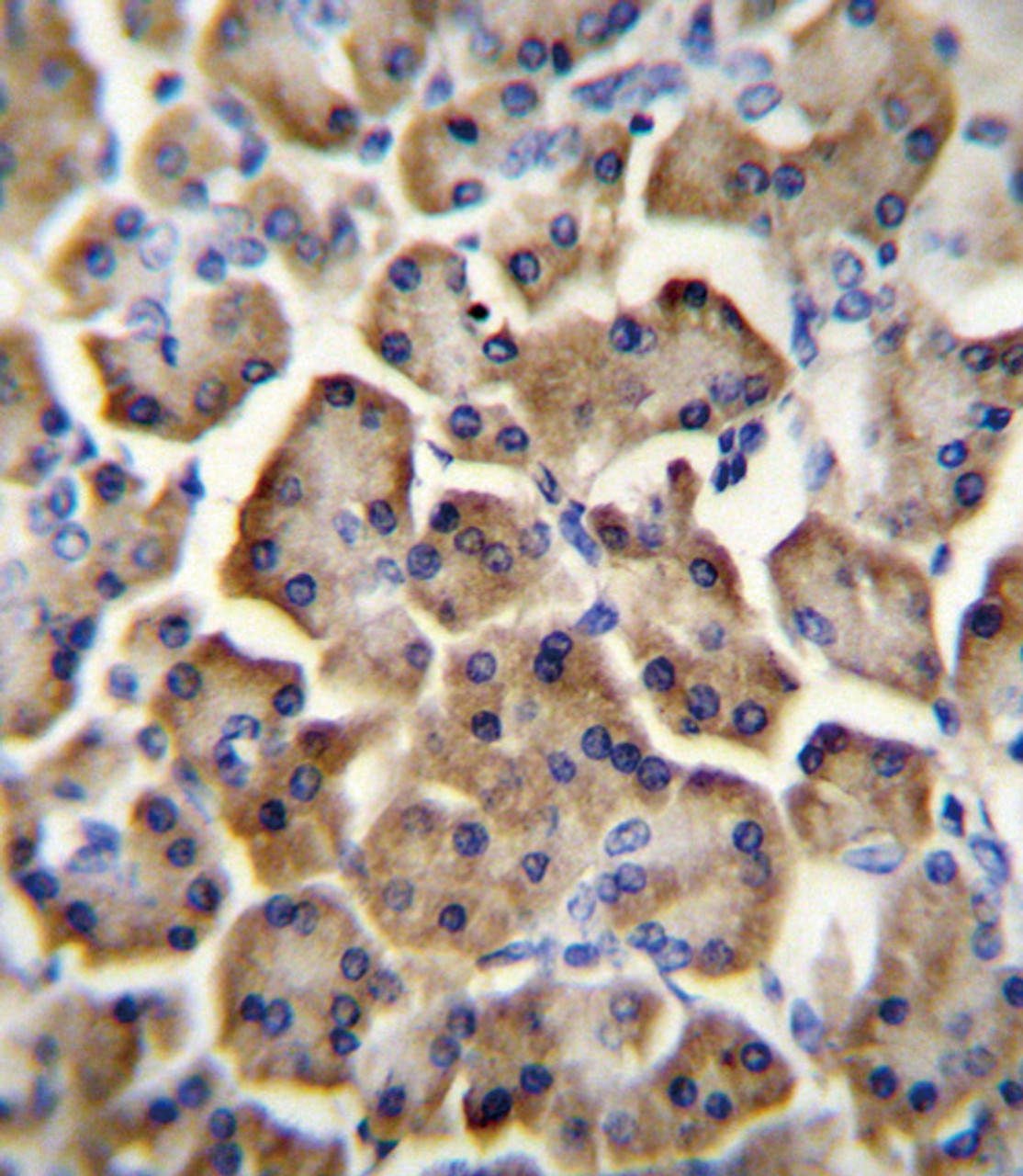BTC Antibody immunohistochemistry analysis in formalin fixed and paraffin embedded human pancreas tissue followed by peroxidase conjugation of the secondary antibody and DAB staining.