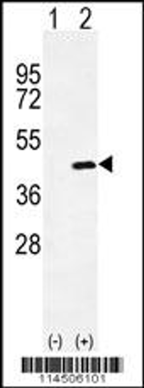 Western blot analysis of OGN using rabbit polyclonal OGN Antibody using 293 cell lysates (2 ug/lane) either nontransfected (Lane 1) or transiently transfected (Lane 2) with the OGN gene.