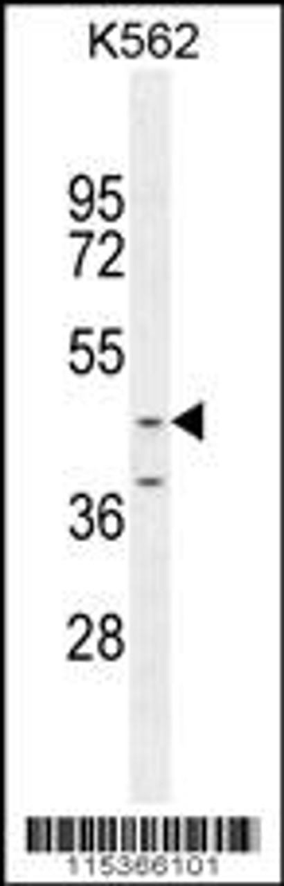 Western blot analysis in K562 cell line lysates (35ug/lane) .