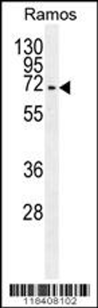 Western blot analysis in Ramos cell line lysates (35ug/lane) .