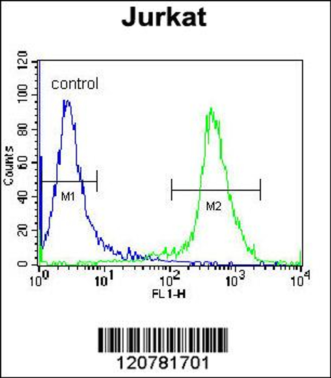 Flow cytometric analysis of Jurkat cells (right histogram) compared to a negative control cell (left histogram) .FITC-conjugated donkey-anti-rabbit secondary antibodies were used for the analysis.