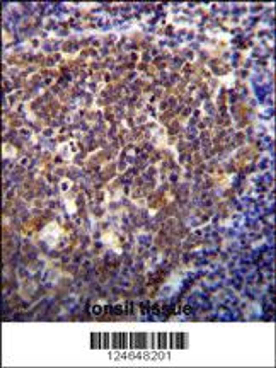 HOXB6 Antibody immunohistochemistry analysis in formalin fixed and paraffin embedded human tonsil tissue followed by peroxidase conjugation of the secondary antibody and DAB staining.
