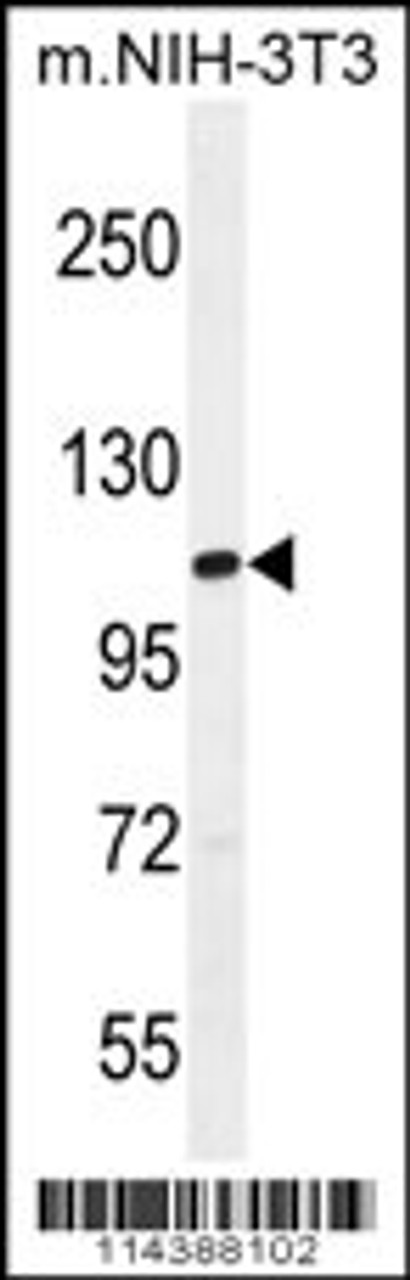 Western blot analysis in mouse NIH-3T3 cell line lysates (35ug/lane) .