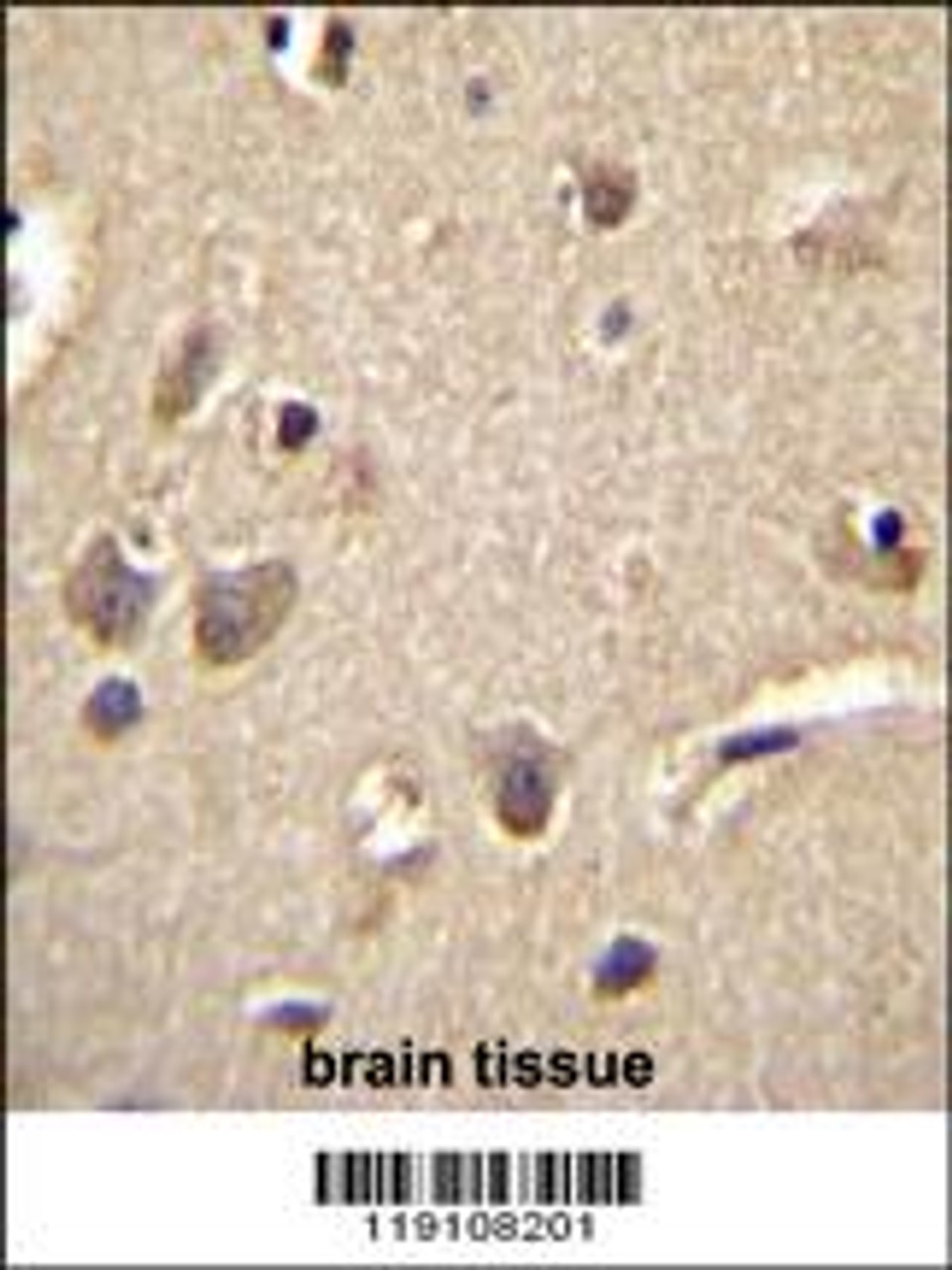 S100A1 Antibody immunohistochemistry analysis in formalin fixed and paraffin embedded human brain tissue followed by peroxidase conjugation of the secondary antibody and DAB staining.