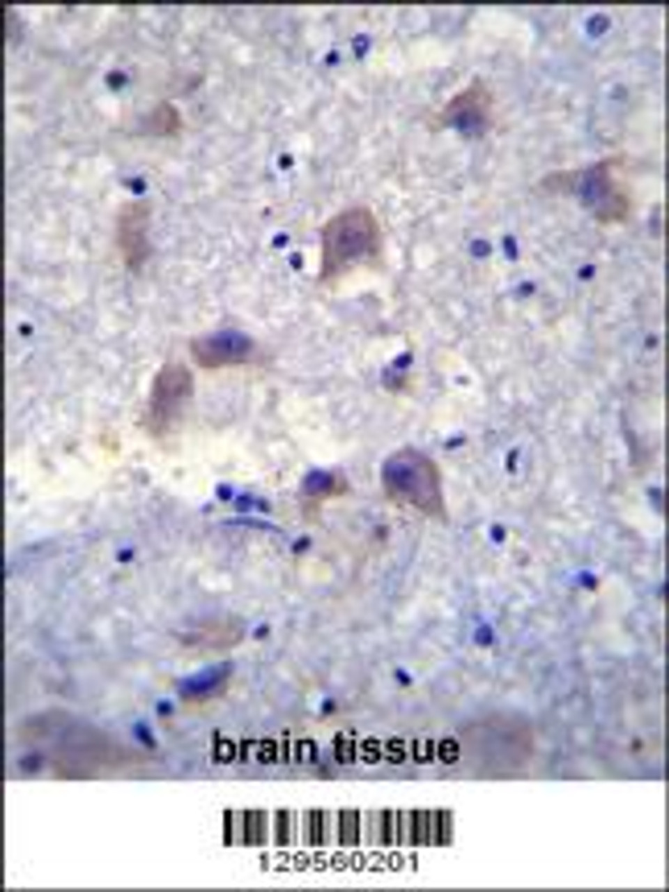 VSIG8 Antibody immunohistochemistry analysis in formalin fixed and paraffin embedded human brain tissue followed by peroxidase conjugation of the secondary antibody and DAB staining.
