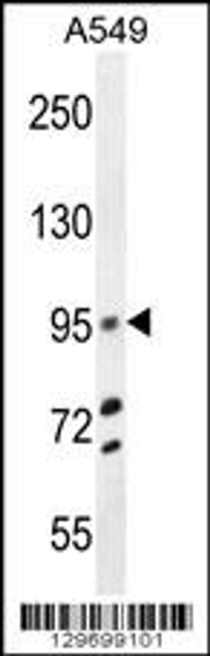 Western blot analysis in A549 cell line lysates (35ug/lane) .