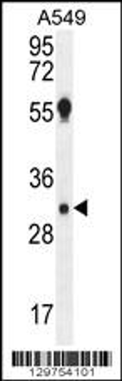 Western blot analysis in A549 cell line lysates (35ug/lane) .