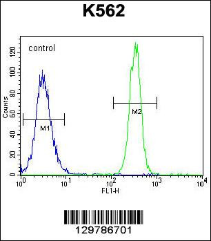 Flow cytometric analysis of K562 cells (right histogram) compared to a negative control cell (left histogram) .FITC-conjugated goat-anti-rabbit secondary antibodies were used for the analysis.
