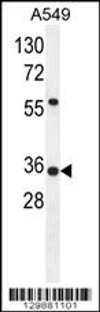 Western blot analysis in A549 cell line lysates (35ug/lane) .