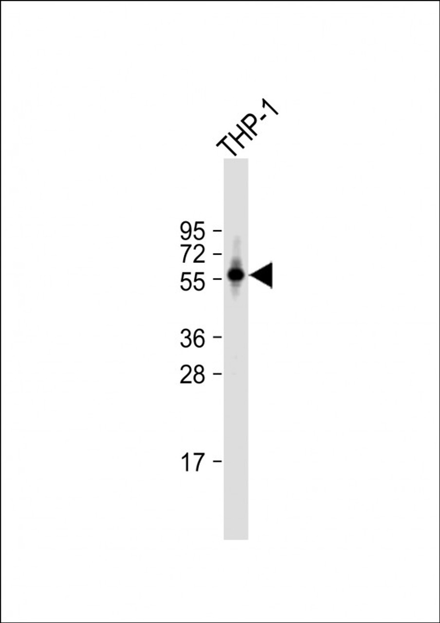 Western Blot at 1:1000 dilution + THP-1 whole cell lysate Lysates/proteins at 20 ug per lane.