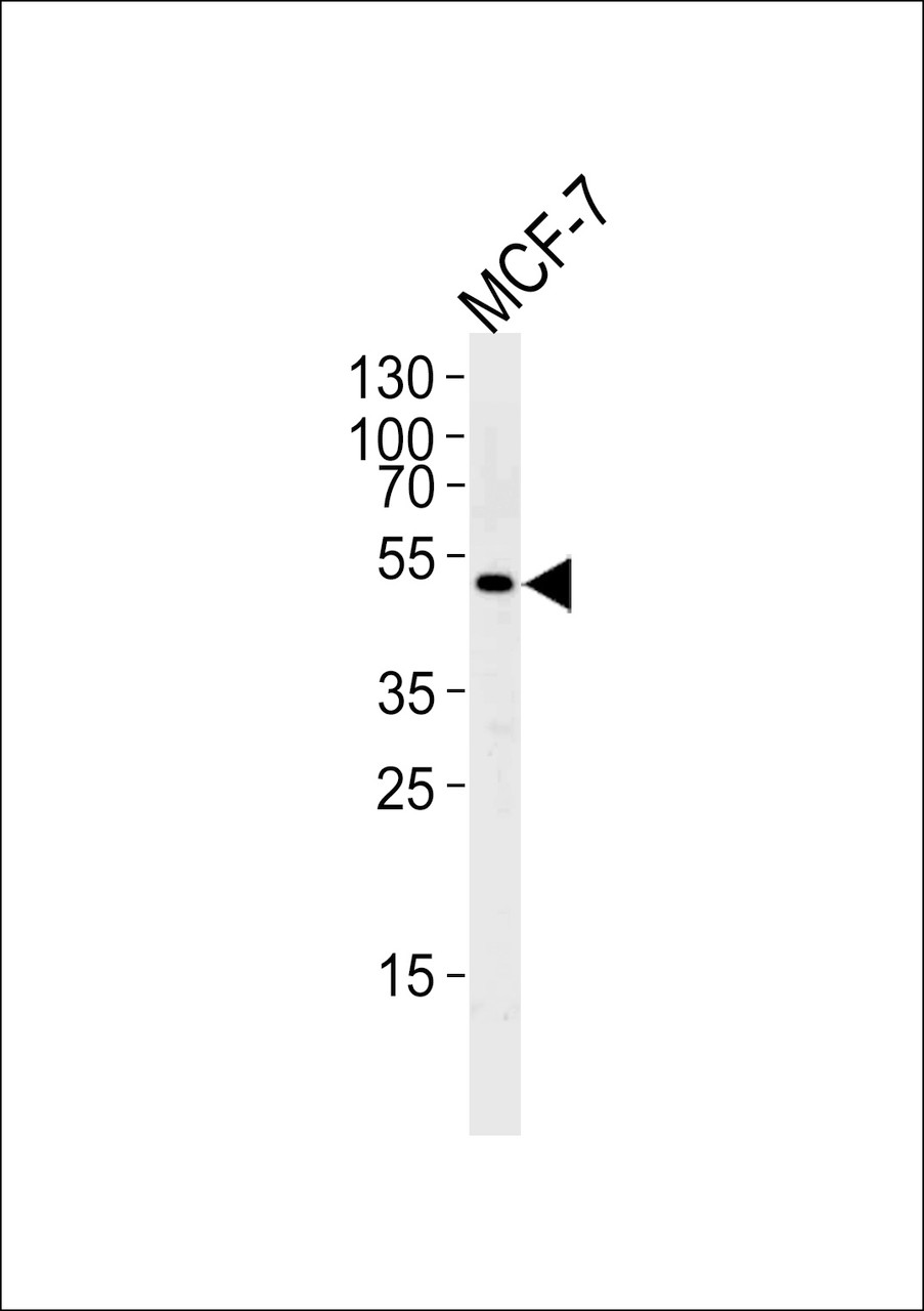 Western blot analysis of lysate from MCF-7 cell line, using SOCS4 Antibody at 1:1000 at each lane