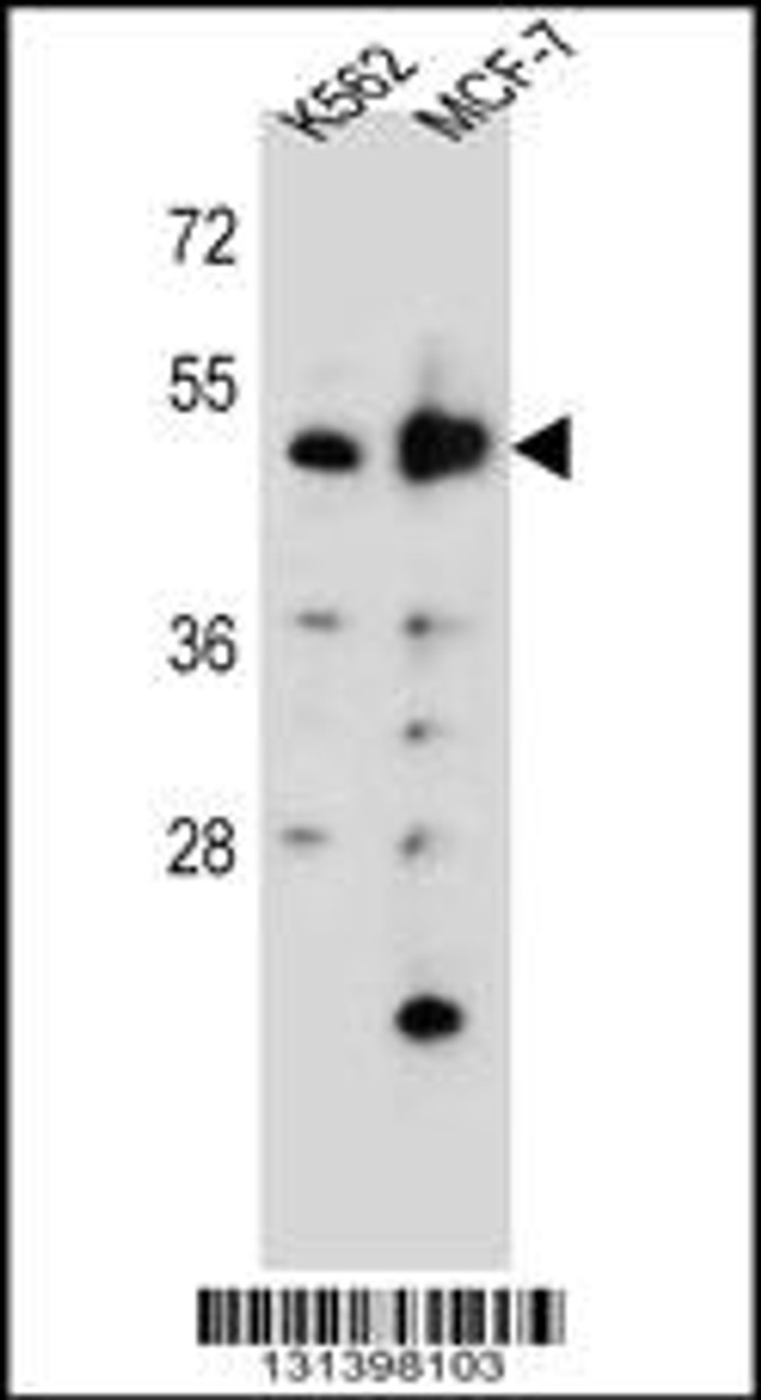 Western blot analysis in K562, MCF-7 cell line lysates (35ug/lane) .