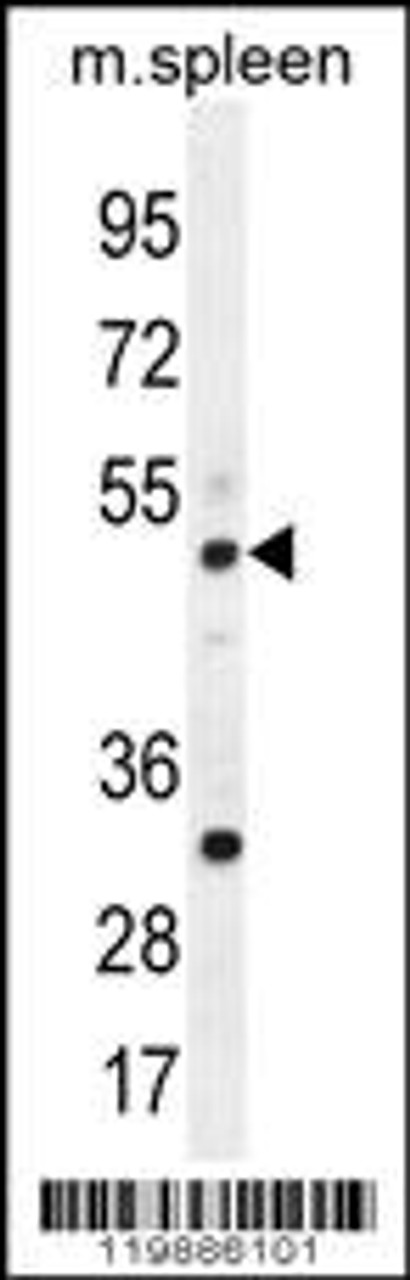 Western blot analysis in mouse spleen tissue lysates (35ug/lane) .