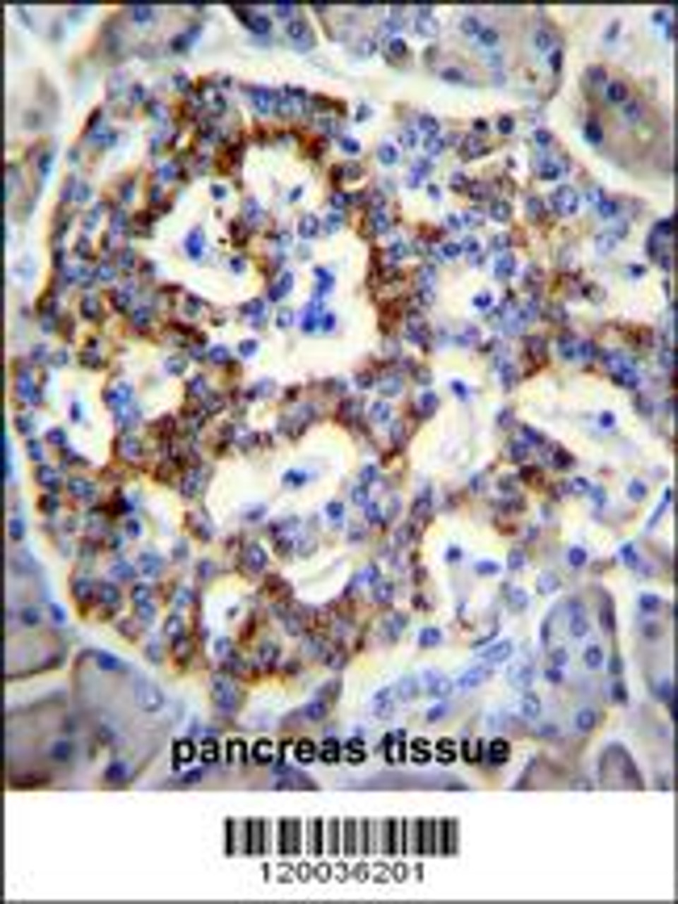 SEMA3G Antibody immunohistochemistry analysis in formalin fixed and paraffin embedded human pancreas tissue followed by peroxidase conjugation of the secondary antibody and DAB staining.