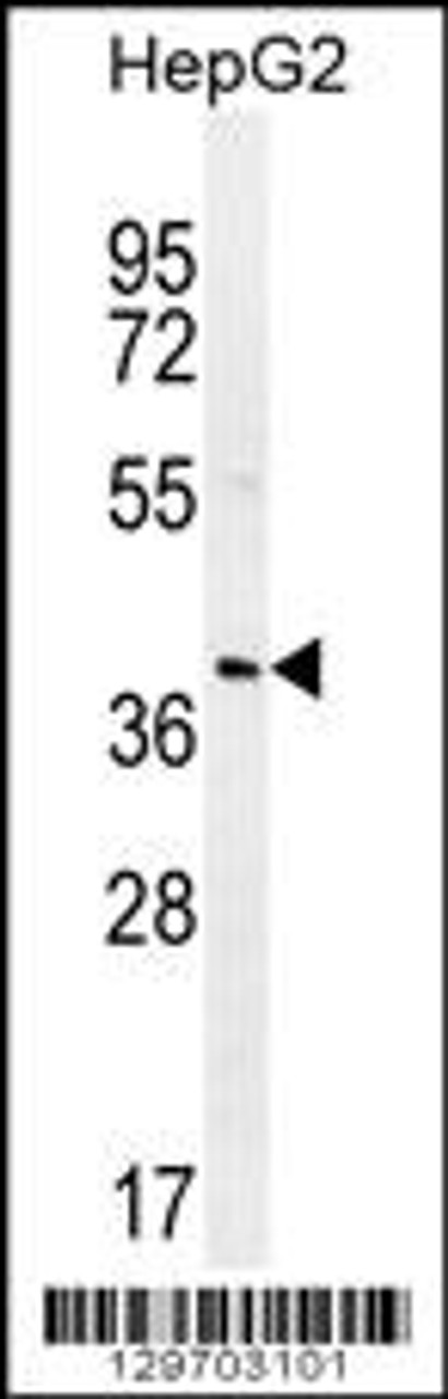 Western blot analysis in HepG2 cell line lysates (35ug/lane) .