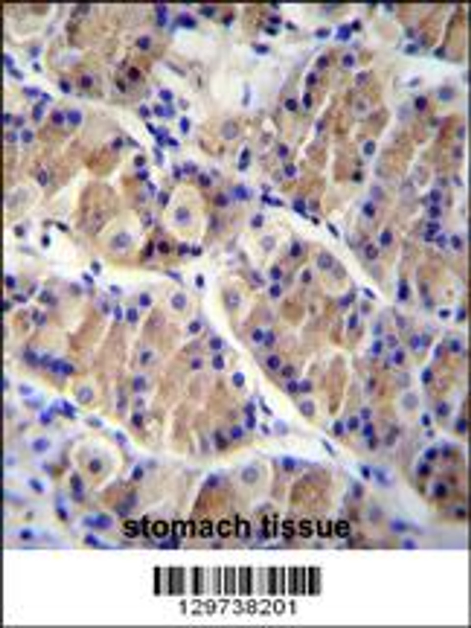LRRC38 Antibody immunohistochemistry analysis in formalin fixed and paraffin embedded human stomach tissue followed by peroxidase conjugation of the secondary antibody and DAB staining.