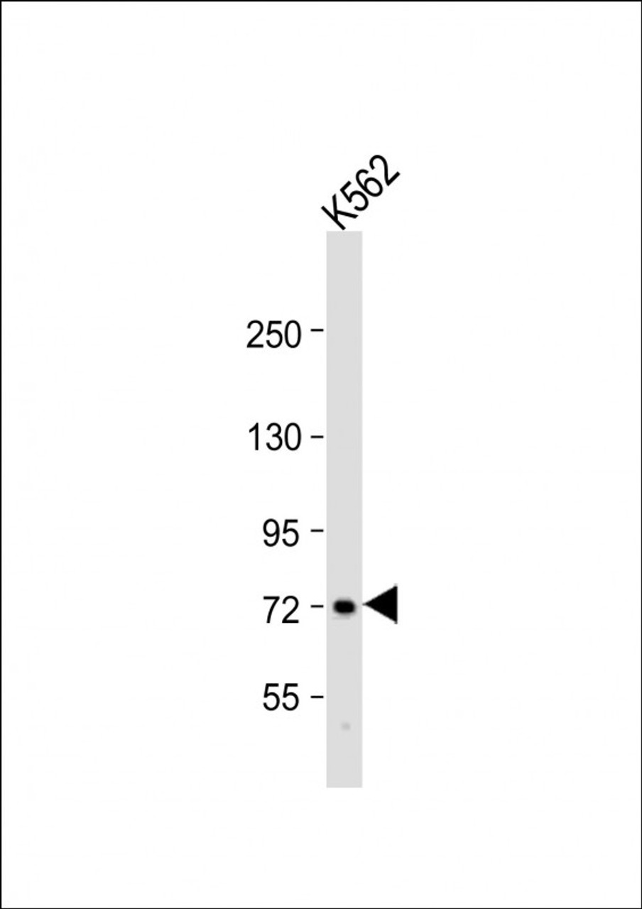 Western Blot at 1:1000 dilution + K562 whole cell lysate Lysates/proteins at 20 ug per lane.