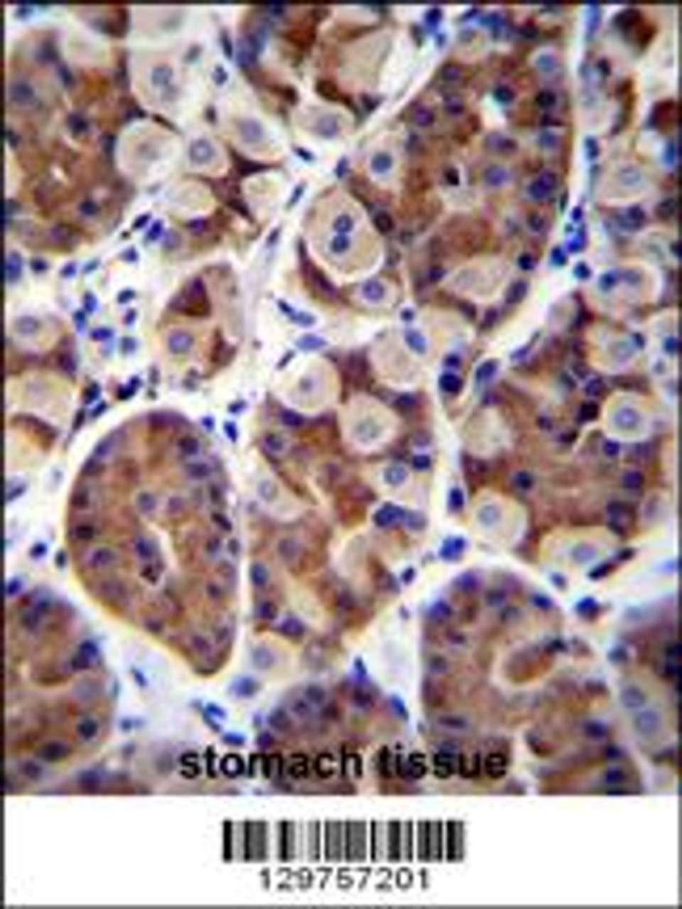 SH2D4B Antibody immunohistochemistry analysis in formalin fixed and paraffin embedded human stomach tissue followed by peroxidase conjugation of the secondary antibody and DAB staining.