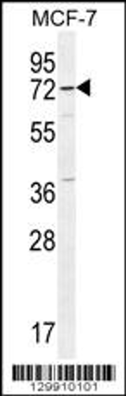 Western blot analysis in MCF-7 cell line lysates (35ug/lane) .