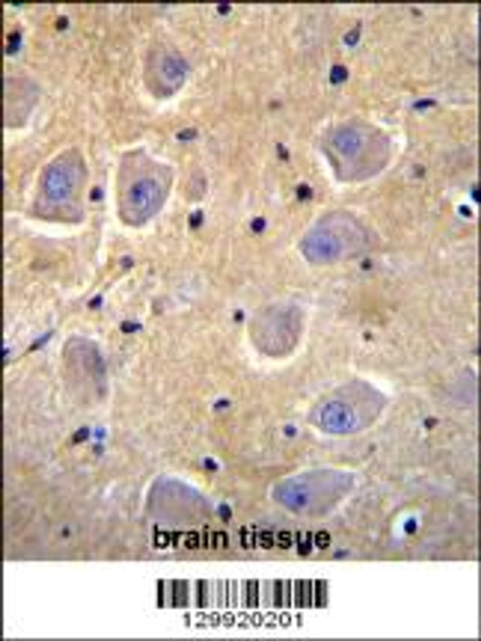 SHISA6 Antibody immunohistochemistry analysis in formalin fixed and paraffin embedded human brain tissue followed by peroxidase conjugation of the secondary antibody and DAB staining.